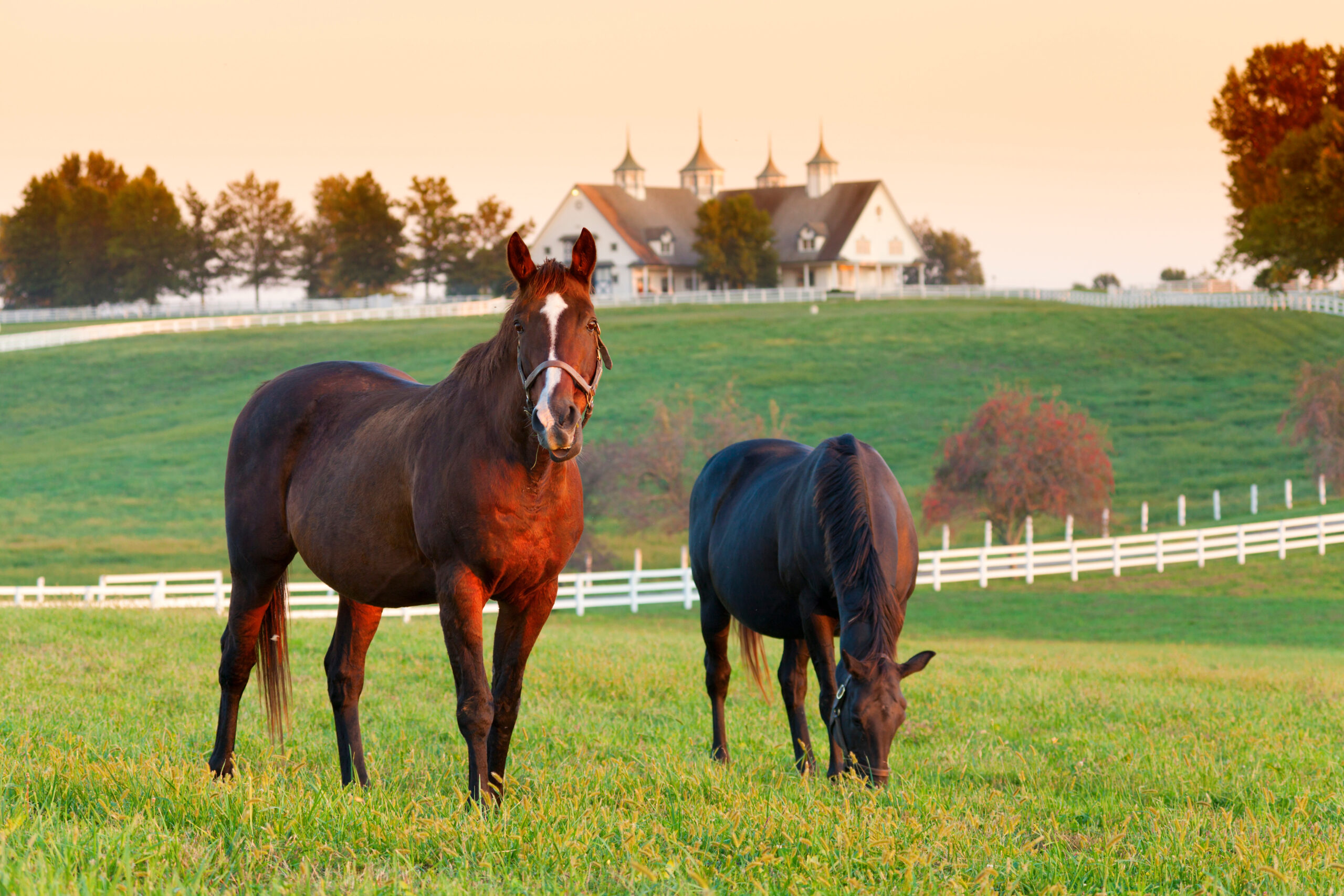 Horses in the fields on a farm in Kentucky